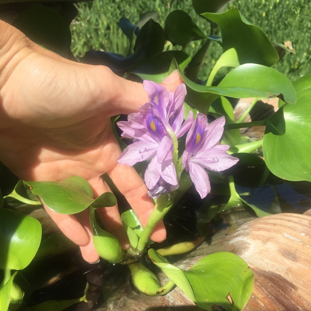Hyacinth pond flowers